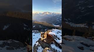 Caught on Camera: The Elusive Lynx in the Mountain Wilderness