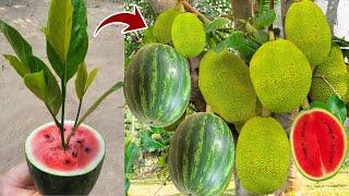 New ideas: breeding jackfruit tree in ripe watermelon using the shortest time to get fruit quickly