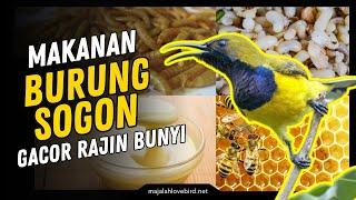 5 Makanan Burung SOGON Agar CEPAT GACOR!