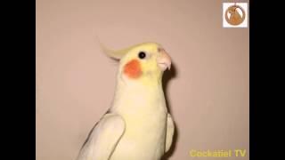 Обучение попугая песне Happy Birthday. Teaching cockatiel.