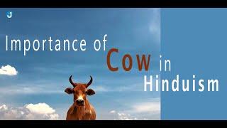 The Importance of a Cow in The Indian and Hindu Culture ! www.jothishi.com! Vedic Animals !