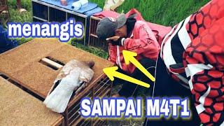 Merpati tercepat didunia (sampai m4ti ditempat)