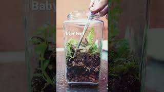 How to Make a Closed Terrarium