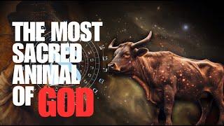 Bull: Gods' Most Sacred Animal. But Why?