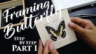 Mounting and framing butterfly step by step - Part 1