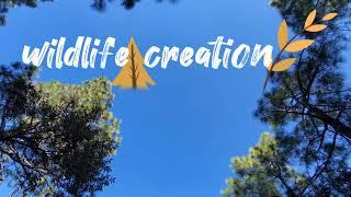 Wildlife creation #trailer #wildlifeconservation