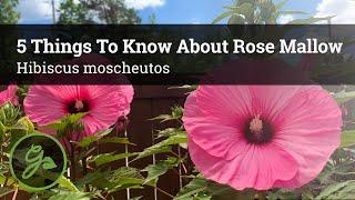 5 Things to Know About Rose Mallow / Hibiscus moscheutos 