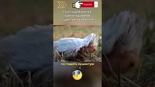 Гусеница Кокетка: Самое ядовитое существо на планете! #shorts