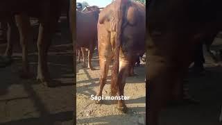 sapi betina jumbo