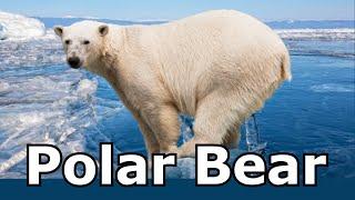 Polar Bear Sounds and Pictures For Teaching. Learn Animal Sounds