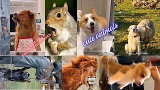 cute animals funny video trending shorts #funnycomedyshortsinhindi #funnyanmials #cuteanimalsfunny