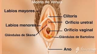 Anatomía externa del sistema reproductor femenino