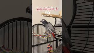 Eid mubarak #eid #ramadan #allah #eidmubarak #parrot #talkingparrot #africangrey #muslim #fyp