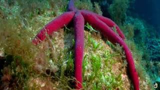 Tales of Nature - Treasures Of The Deep | Wildlife Documentary