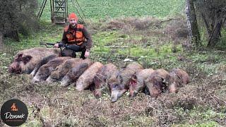 DRIVEN HUNT - 11 WILD BOAR with Blaser / Aimpoint / Shotkam