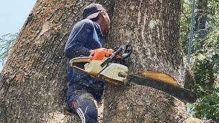 Very dangerous...Felling 2 trees leaning towards the house ‼️