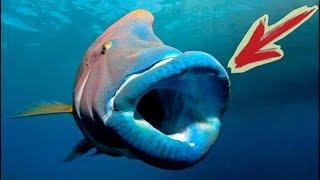 Что Скрывается в Красном Море. Подводные съёмки Рыбы Новый сезон.