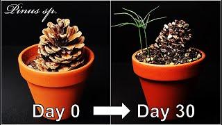 How to grow a pine tree with pine cone｜Growing pine tree｜How to grow #39 Pine cone｜Eng Sub