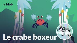 Le crabe boxeur : crochet, uppercut et petits boutons | Les super-pouvoirs du vivant