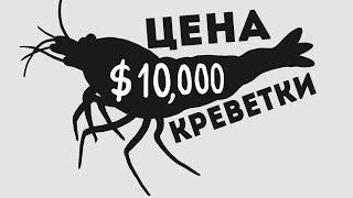 $10000 за Креветку [MinuteEarth на Русском]