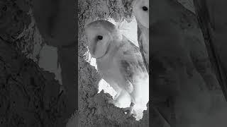 Barn Owl Chick's First Flight Cheered on by Siblings  | Gylfie & Finn | Robert E Fuller