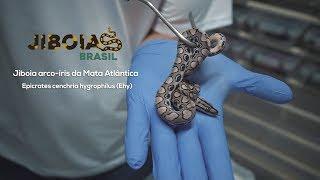 Jiboia arco-íris da Mata Atlântica - Epicrates cenchria hygrophilus (EHY)