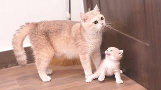 The kitten meowing and chasing after the mother cat wanting to feed is so cute