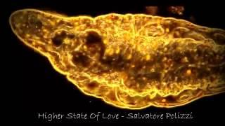 Higher State Of Love - Salvatore Polizzi