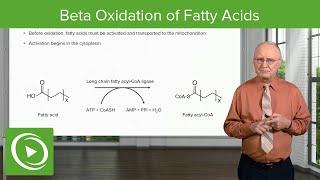 Beta Oxidation of Fatty Acids | Lipid Metabolism