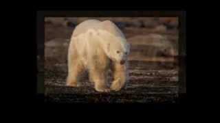 Webinar: Polar Bears of Churchill with the Polar Experts