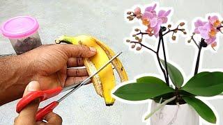 Banana peel  Best fertilizer for orchids to bloom