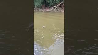 Swimming squirrel on the Potomac. It happens a lot.