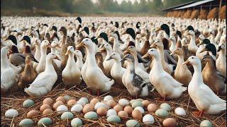 Raising Ducks For Eggs - Harvesting Duck Eggs And Feeding Ducks