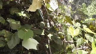 Juvenile mockingbird 2 days out of the nest in grape vine.