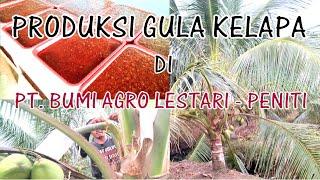 PROSES PEMBUATAN GULA KELAPA DARI NIRA KELAPA DI PT. BAL; #PITSPROFESSIONAL