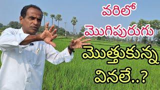 వరిలో మొగిపురుగు మొత్తుకున్న వినలే..?|paddy stemborer successfully controlled|by karshakanestham