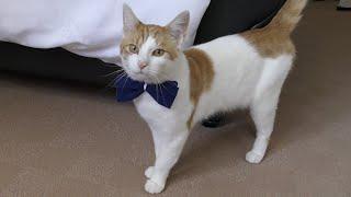 Handsome cat models new bow tie