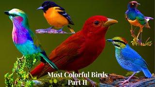 Most Colorful Birds In The World Part 2 | Stunning Nature | Birds Sounds | Learn Names of Birds