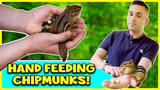 HOW I LEARNED TO FEED CHIPMUNKS BY HAND | Habitually Henry