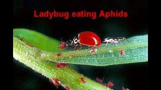 Live Ladybugs from Hirt's Gardens. Immediate shipping!