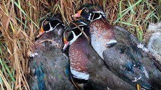 10 Gauge Nebraska Duck Hunt - Wood Duck Limit (November 2024)