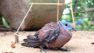 Creative Easy DIY Simple Bird Trap Using Wood Band & Rubber With Village Trap