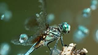 Dragonfly - IB/E Raptor Macro Lens 180mm / Phantom High Speed Camera