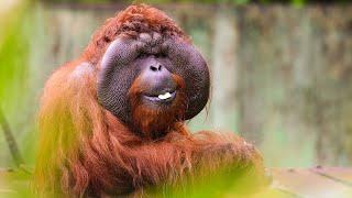 Volunteering with Orangutans on The Great Orangutan Project in Borneo! | The Great Projects