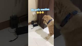 My pet’s reaction . #barking #dog #love #viral #funny #pets #trending