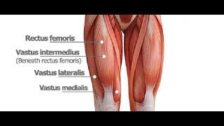 Two Minutes of Anatomy: Quadriceps (Quads)