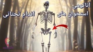 آناتومی استخوان های اندام تحتانی در سی دقیقه