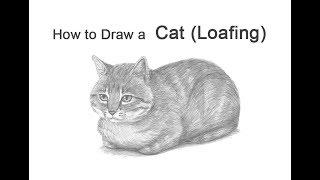 How to Draw a Cat (Loaf Position)