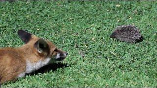 Fox cubs & hedgehog