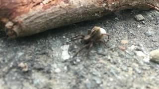 Spider carrying sack of eggs across road